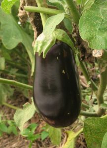Heat-Tolerant Eggplant Varieties Image